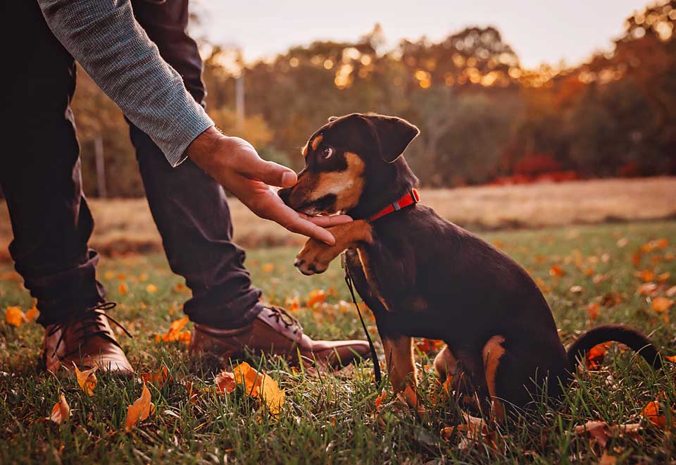 Family and Puppy Session – St. Louis Photographer